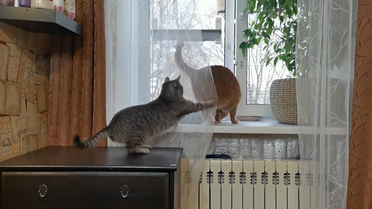 Коты вообще к парнокопытным относятся? #озвучка 