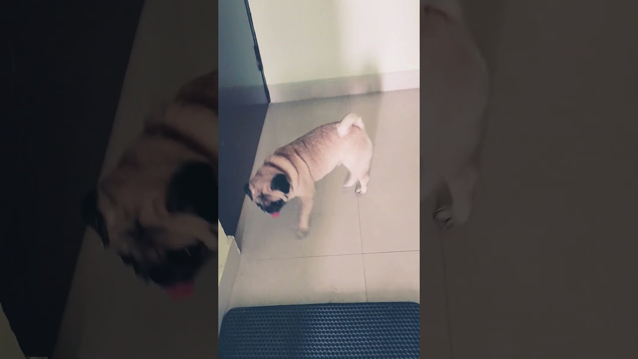 my pug cute lucy🥰🤩 