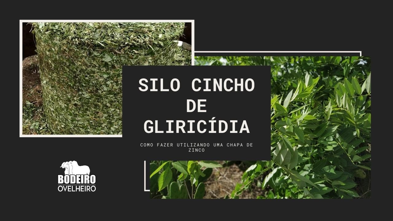Silo CINCHO de gliricidia