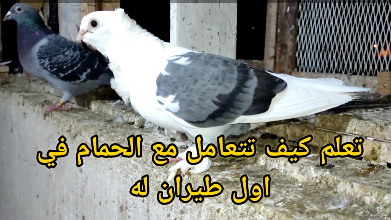 تعلم كيف تطلق الحمام أول مرة