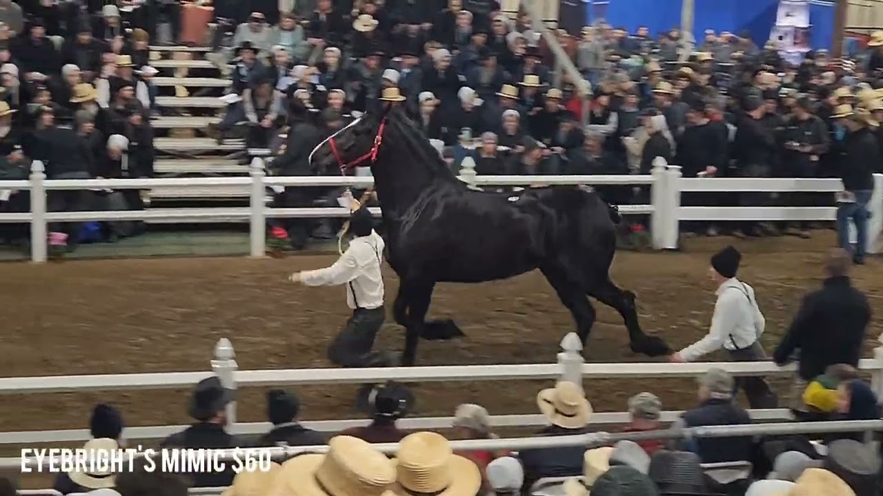 Trippcrest hitch mares sell at 2024 Gordyville Draft Horse Sale