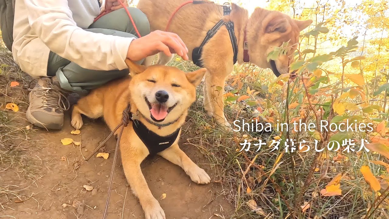 紅葉の景色に完全に溶け込み、何とも幸せそうな柴犬ナラ。