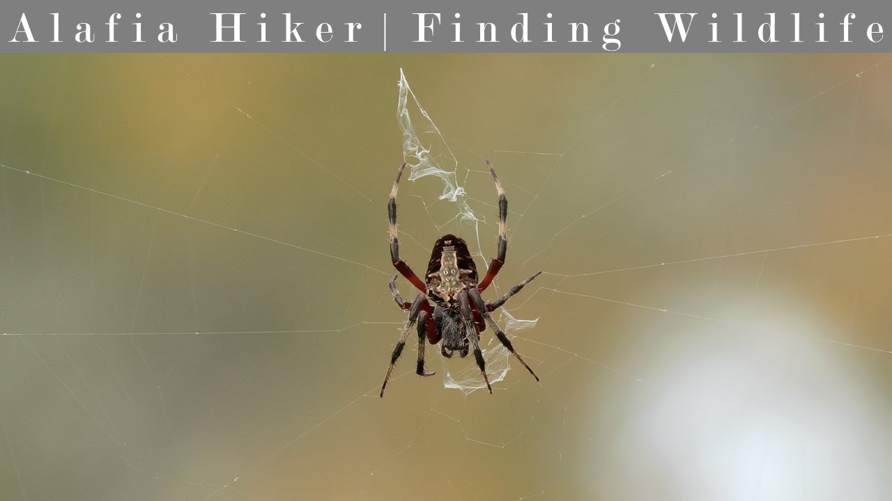 Hiking the Longleaf Pine Preserve West