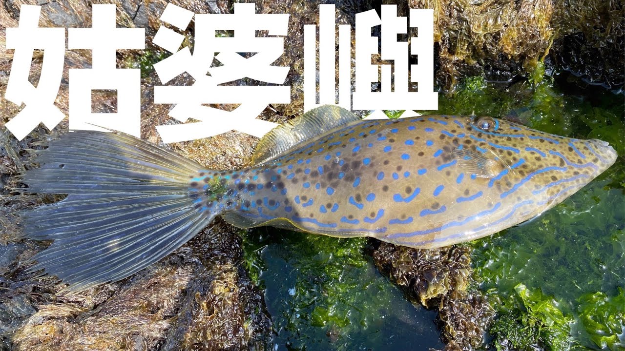 天氣好到會熱，感謝魚兒捧場！｜磯釣．澎湖姑．婆嶼．Ep3｜