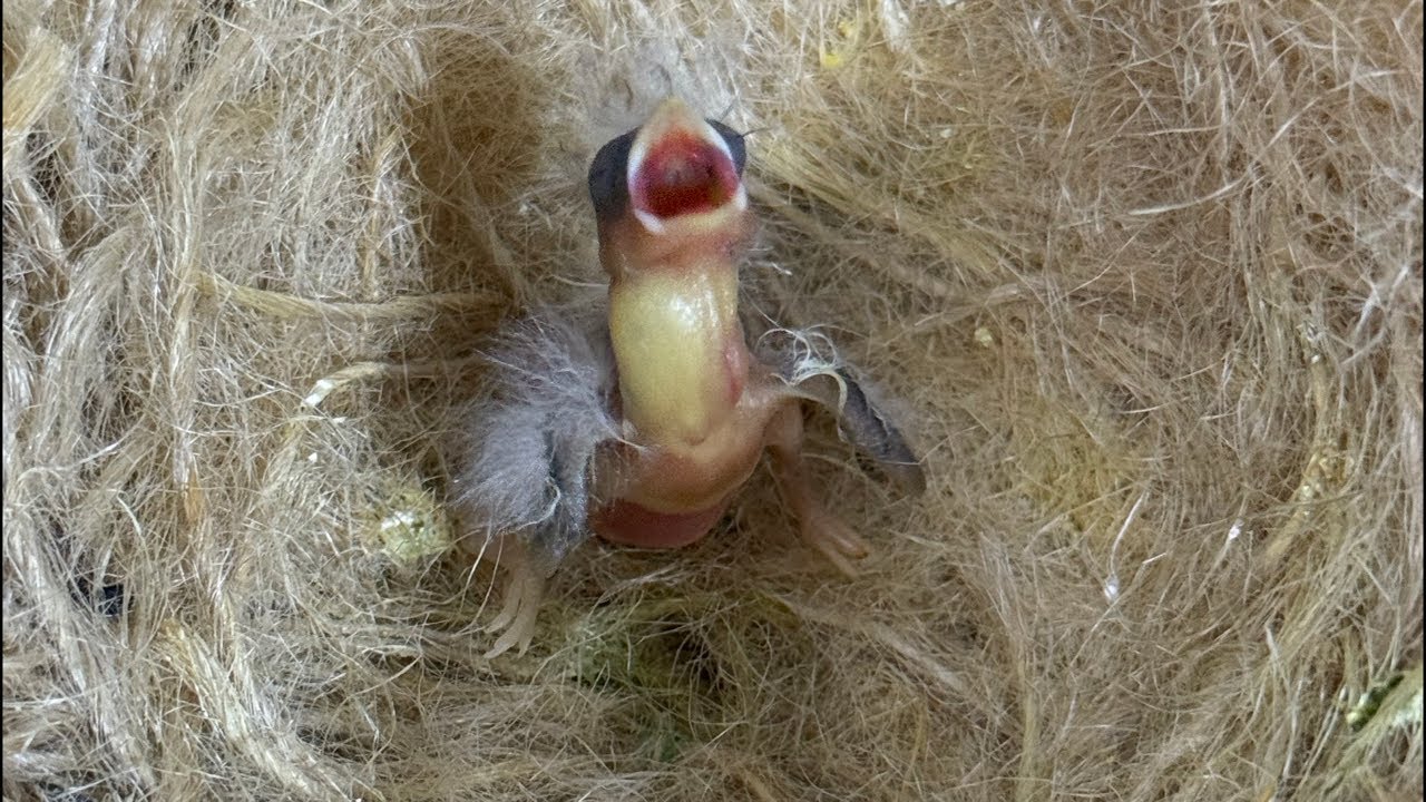 HAND FEEDING BABY CANARY LIVE