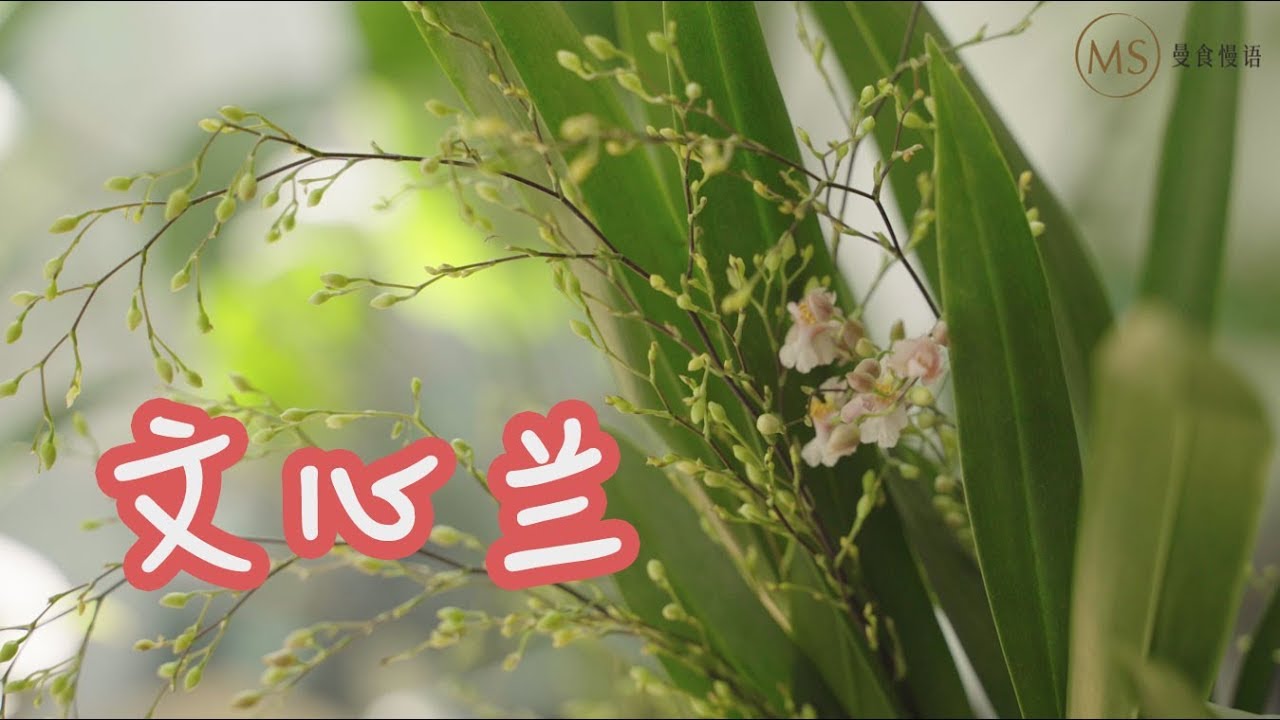 室内种一盆文心兰，让新手在冬天也有成就感【园丁小饭】*4k