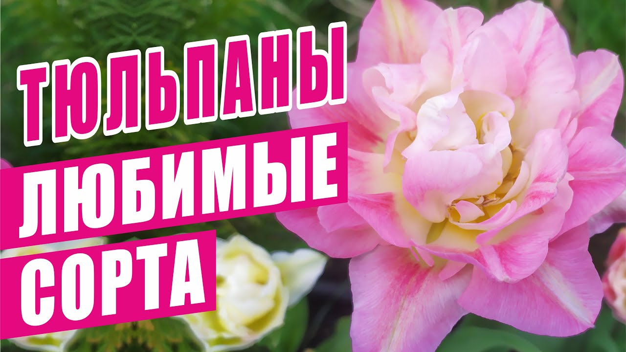 ТЮЛЬПАНЫ. Любимые сорта.