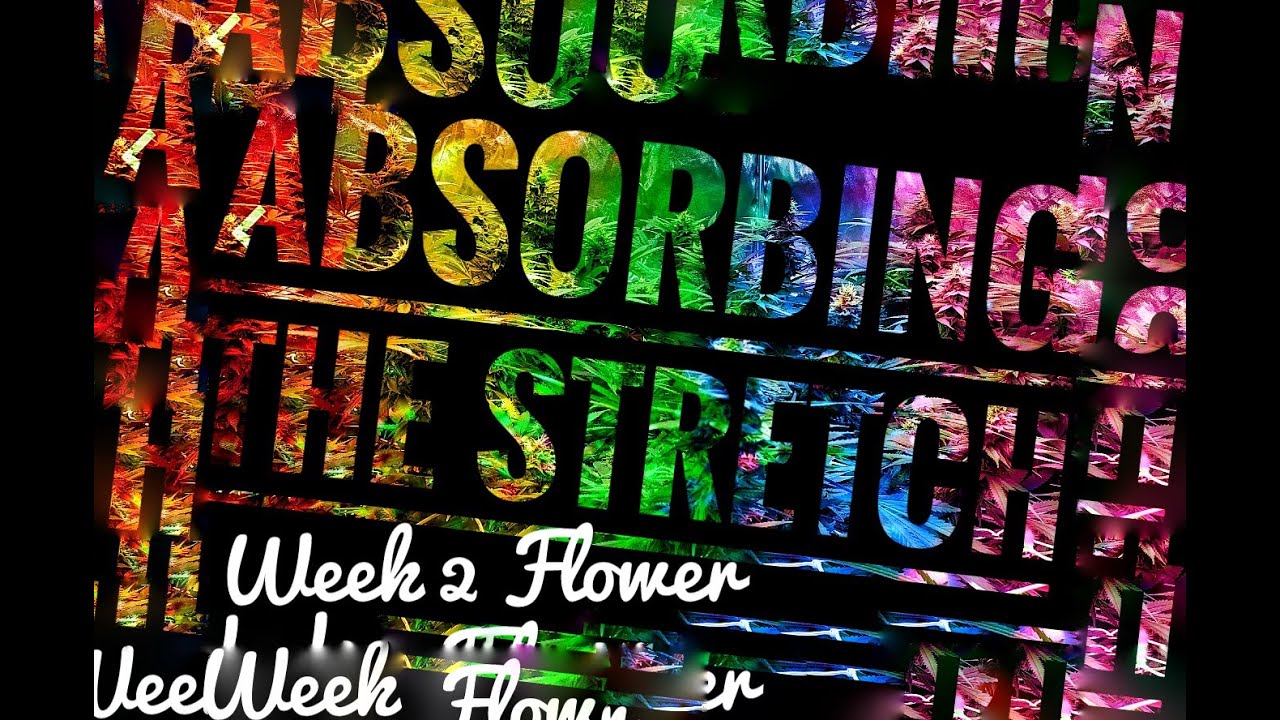 Absorbing the Stretch in Week 2 Flower