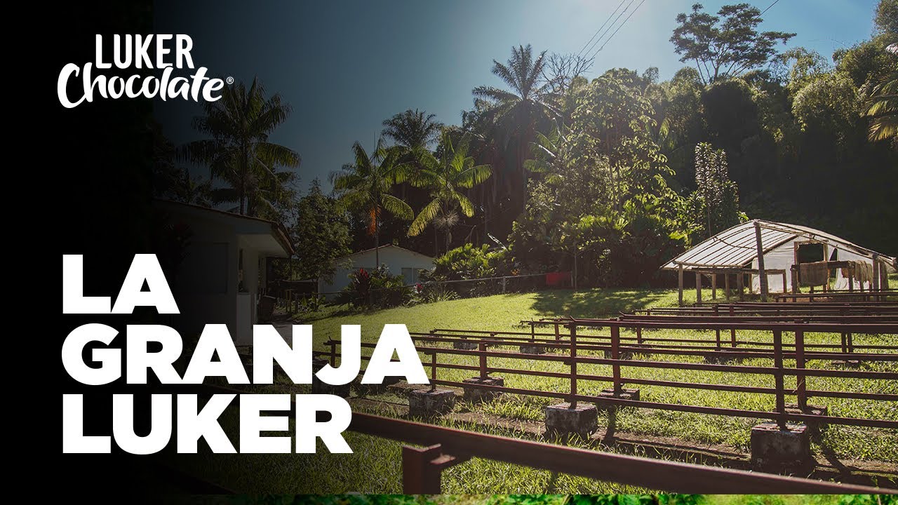 Producción de Cacao - Granja Luker: Experiencia 360°