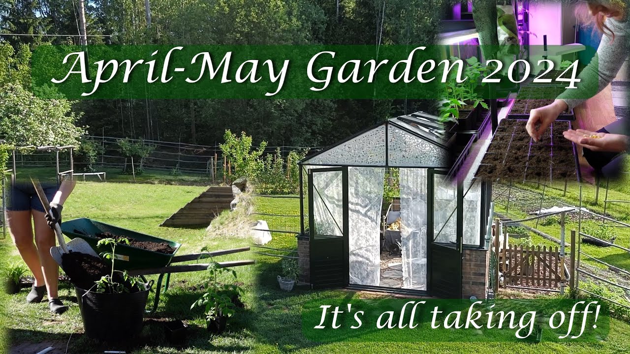 April-May Garden (Time flies, It's time for transplanting/planting tomatoes, corn, cabbage and more)