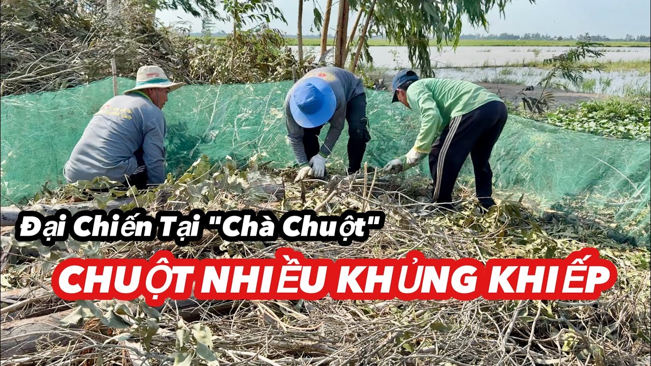 Dỡ Chà Chuột Đầu Mùa Nước Nổi 2025 KẾT QUẢ NHIỀU KHỦNG HOẢNG | Bông Lúa Đồng Tháp