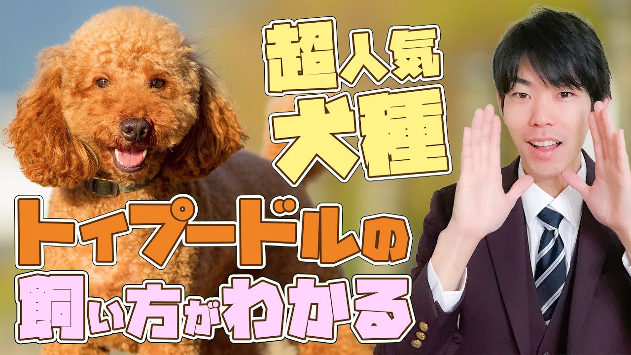 【トイプードル】14分でわかる！「超人気ワンちゃんの飼い方」トイプードルの特徴と過ごし方教えます！【徹底解説】
