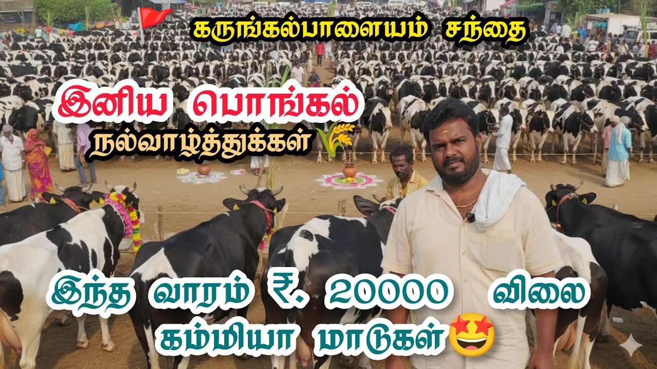 இந்த வாரம் ₹. 20000 விலை கம்மியா மாட்டுக்கு /கருங்கல்பாளையம் சந்தை 