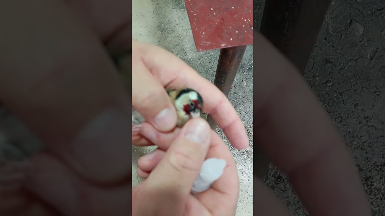 دواء مفيد جدا لي عين الطائر المصابة بالضباب