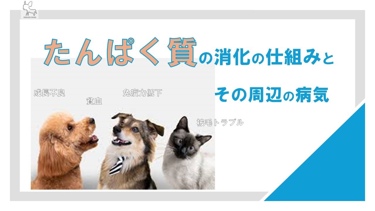 【犬　栄養療法】タンパク質消化の仕組みと　タンパク質不足が引きおこす病気ついて解説【切り抜き】