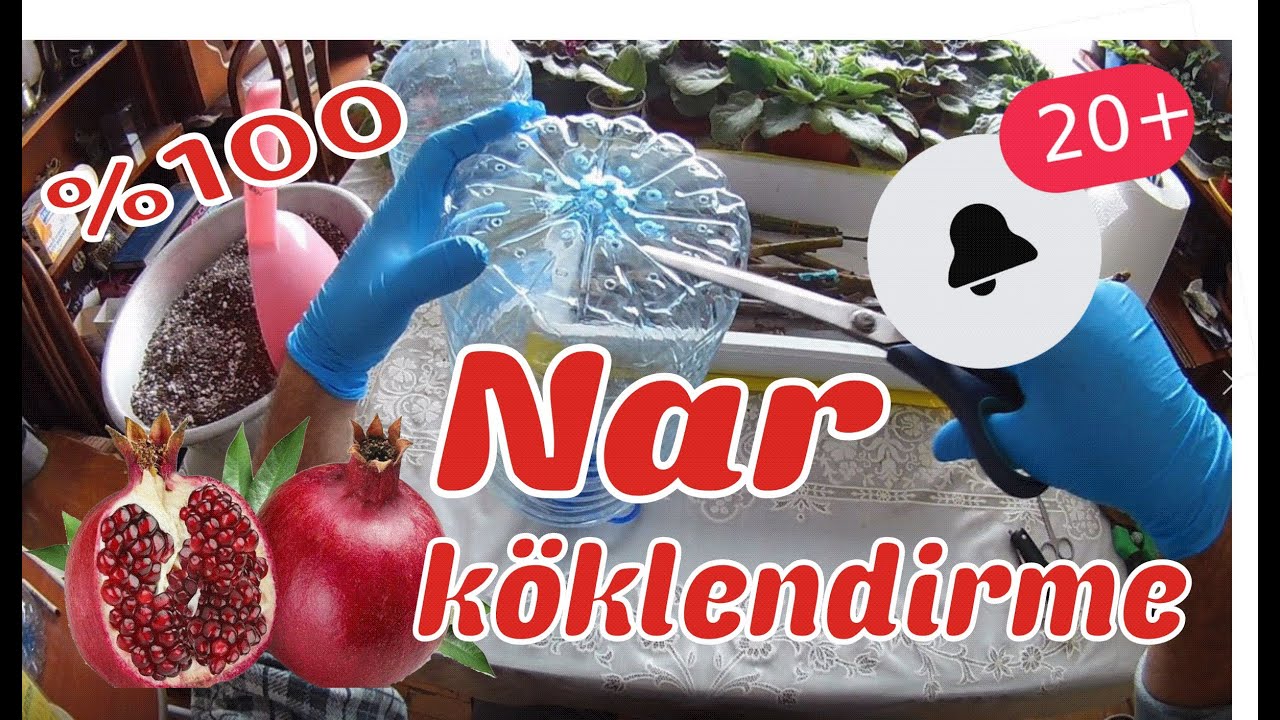Nar çeliği köklendirme.Nar dalı köklendirme.Nar dalından nar fidanı nasıl yapılır.
