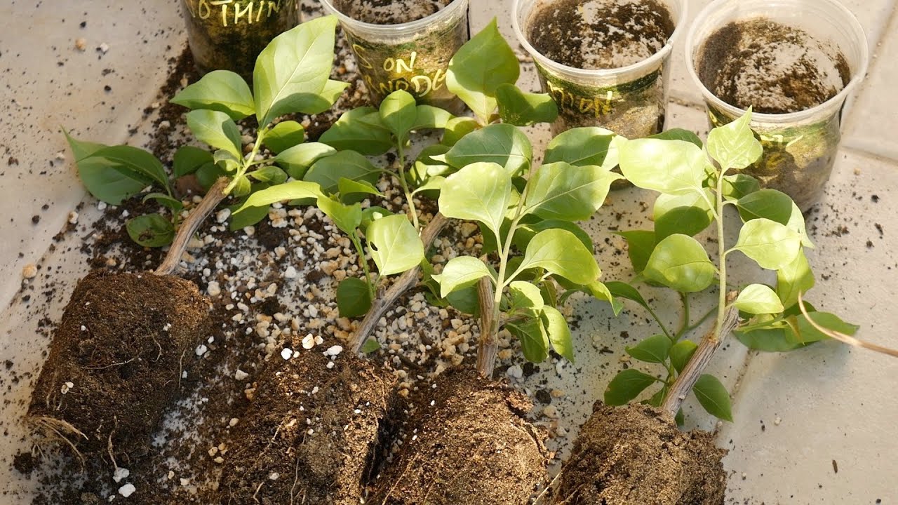 Bougainvillea propagation FAILS || Simple adjustment in the way you MAKE cuttings will FIX this
