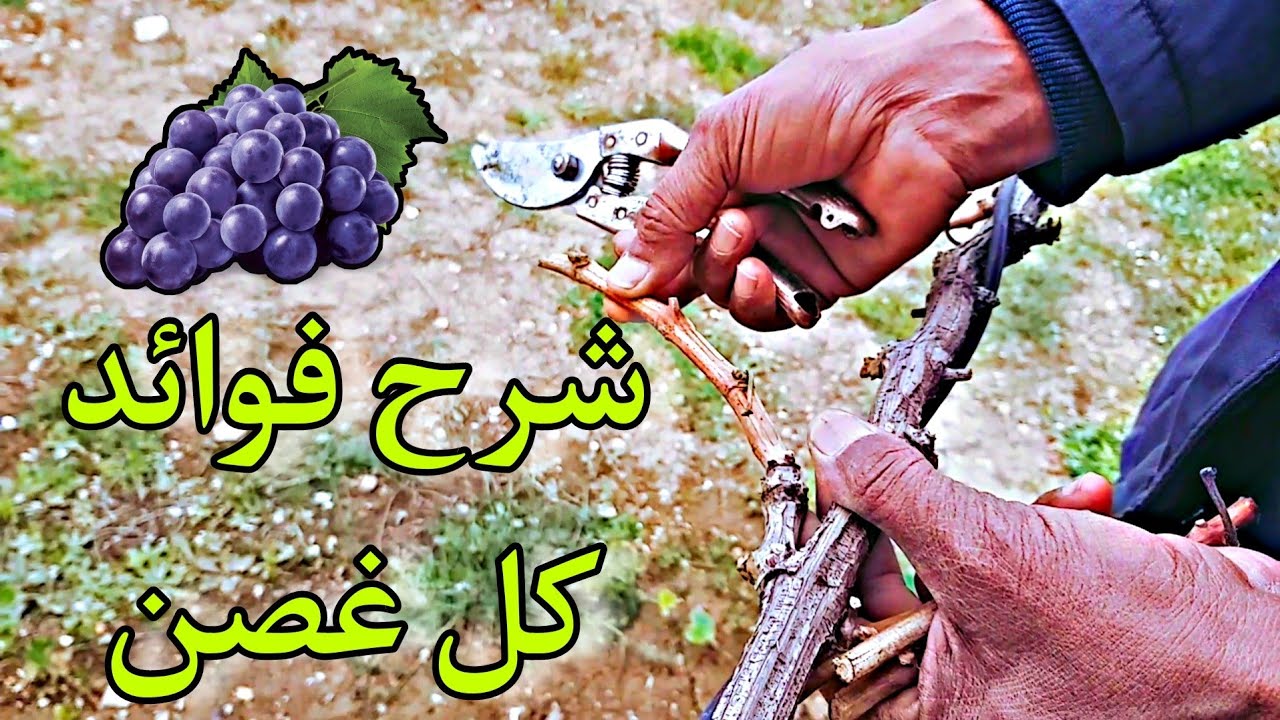 معرفة أغصان شجرة العنب التي تثمر والعناية بها Knowing which grape vines bear fruit