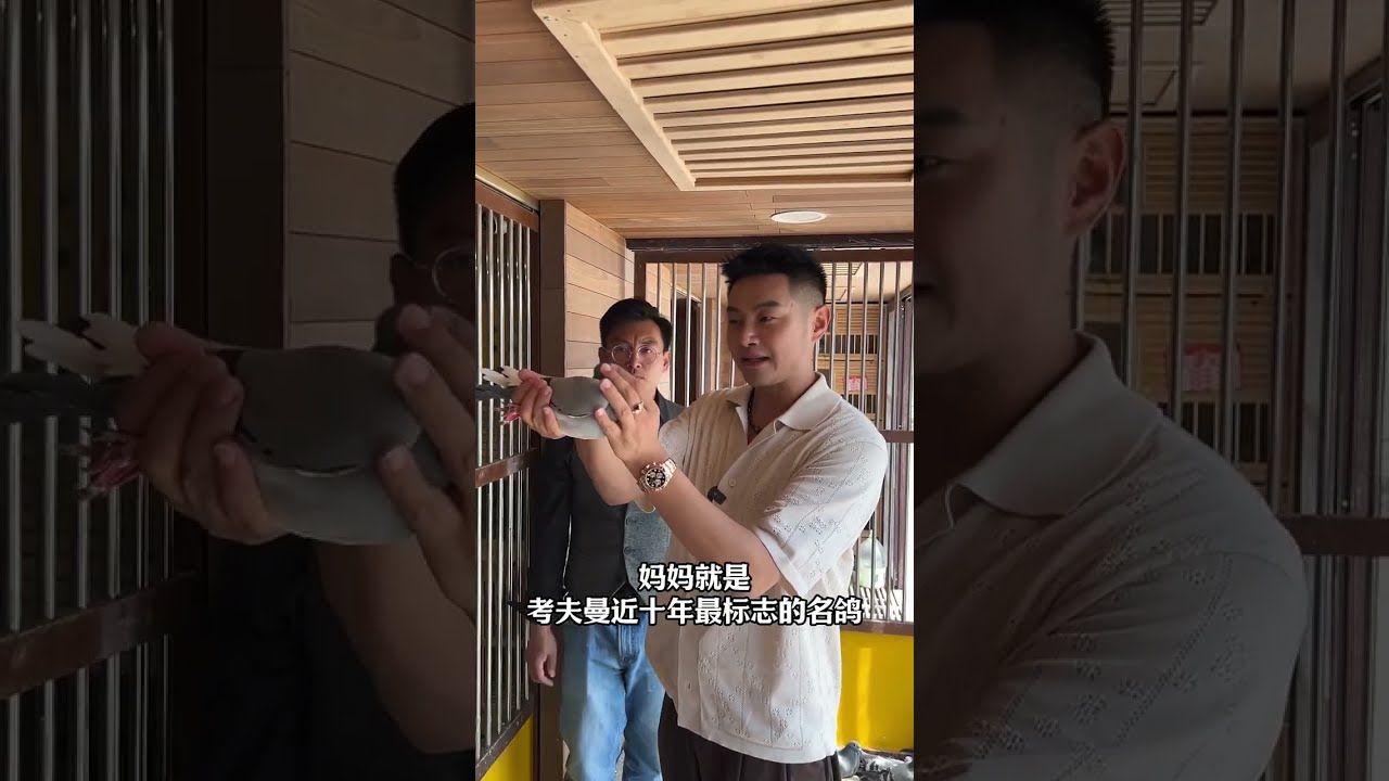 【天下溪美学小镇种鸽基地参访】考夫曼鸽系最大收藏家