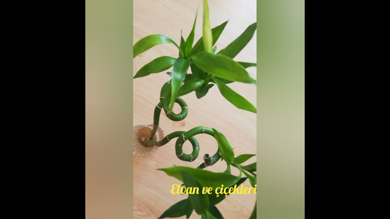 Bambu yaprakları sarardıysa ne yapmalıyız?