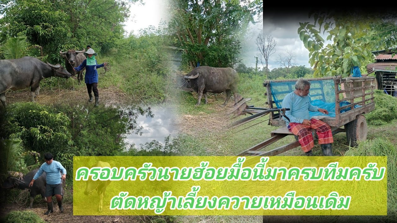 @#อัปเดทครอบครัวนายฮ้อยตัดหญ้าให้ควาย//วิถีแบบชาวนา,,ประจักษ์..channel 