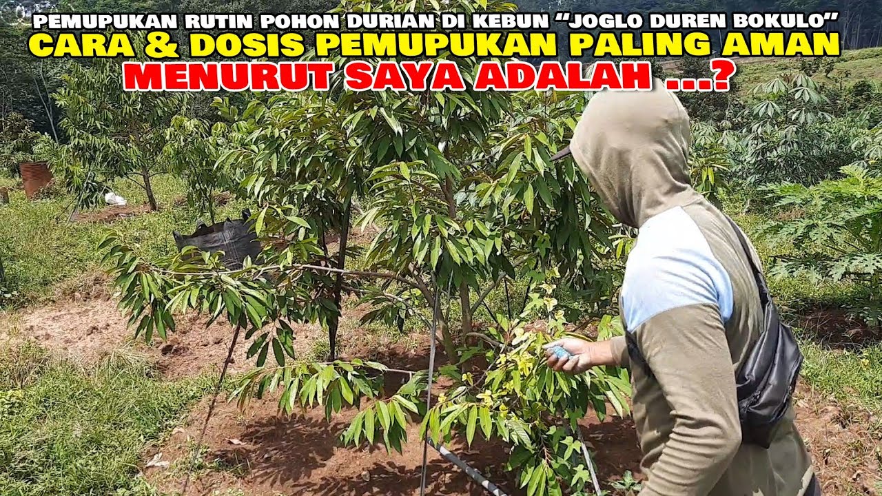 Pemupukan Rutin Tiap Bulan Durian Usia 1 Tahun Dan 3 Bulan Tanam..!‼ Di Joglo Duren AW💯✔