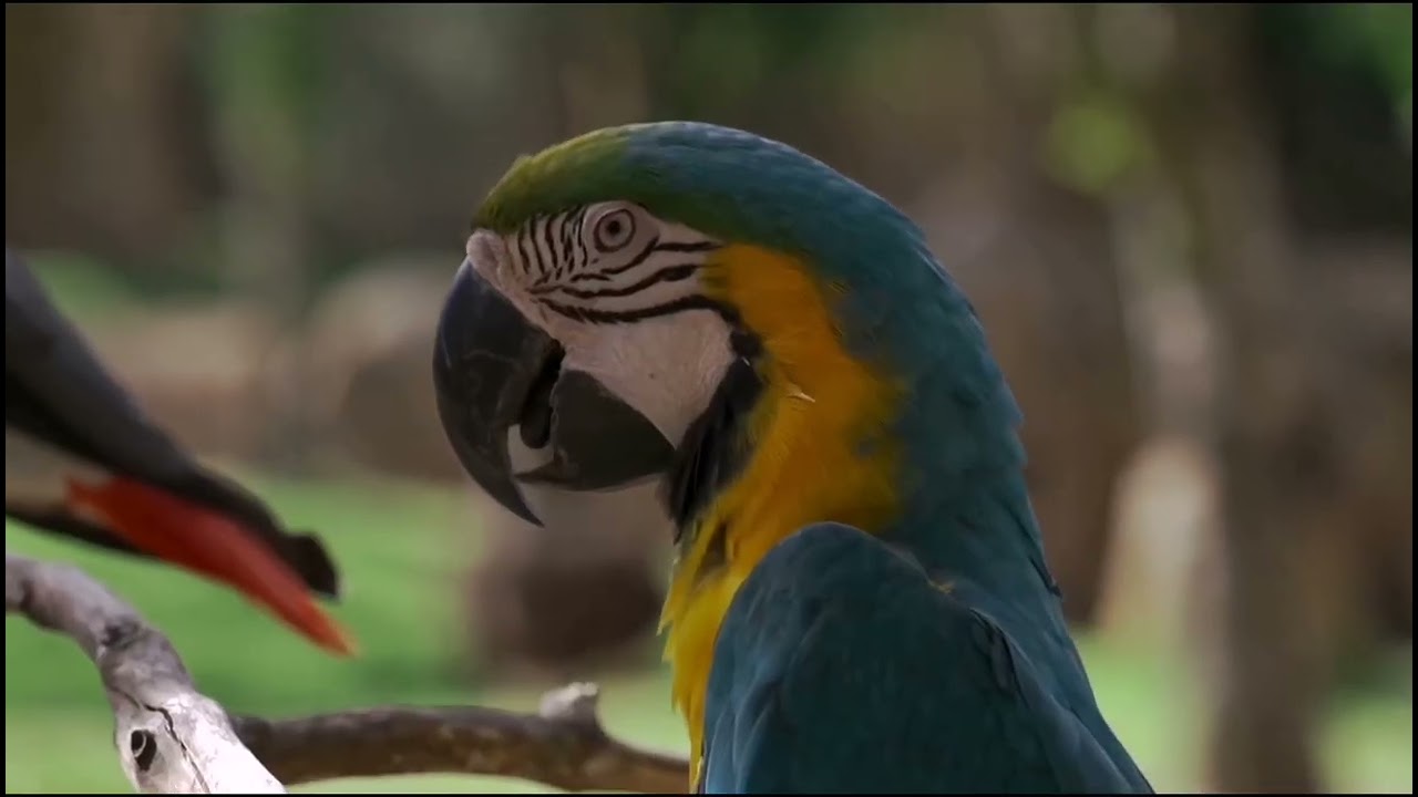 تووتی. Parrot