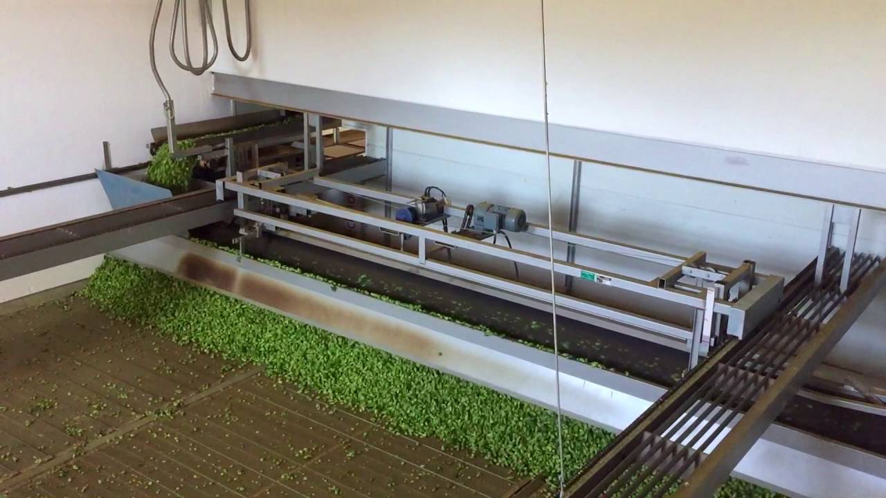 Hopfenernte in der Hallertau