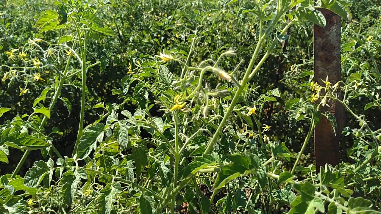 Bumblebee Pollinating Tomatoes