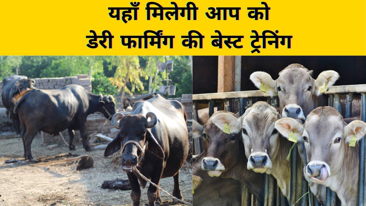 इस डेरी फार्म से मिलेगी प्रैक्टिकल डेयरी ट्रेनिंग Training at Sushma Dairy Farm 📞 9050895650