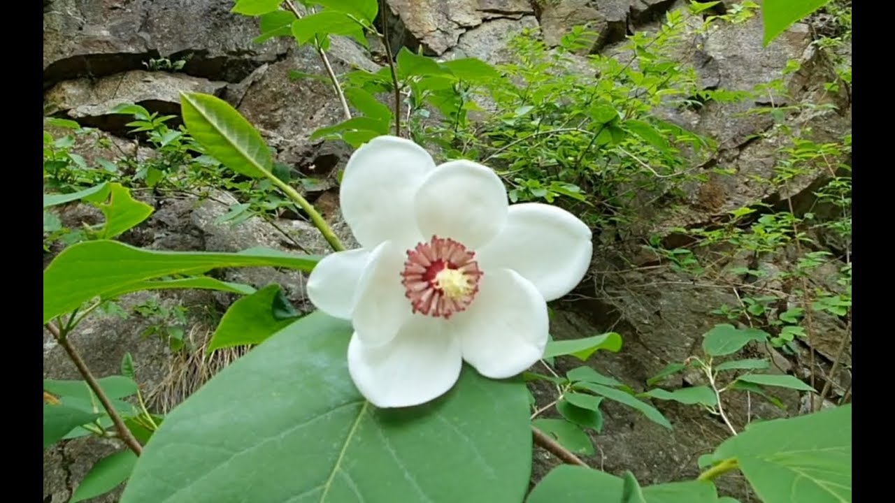 한국의 산약초 80.함박꽃나무(신이화의  원조식물)