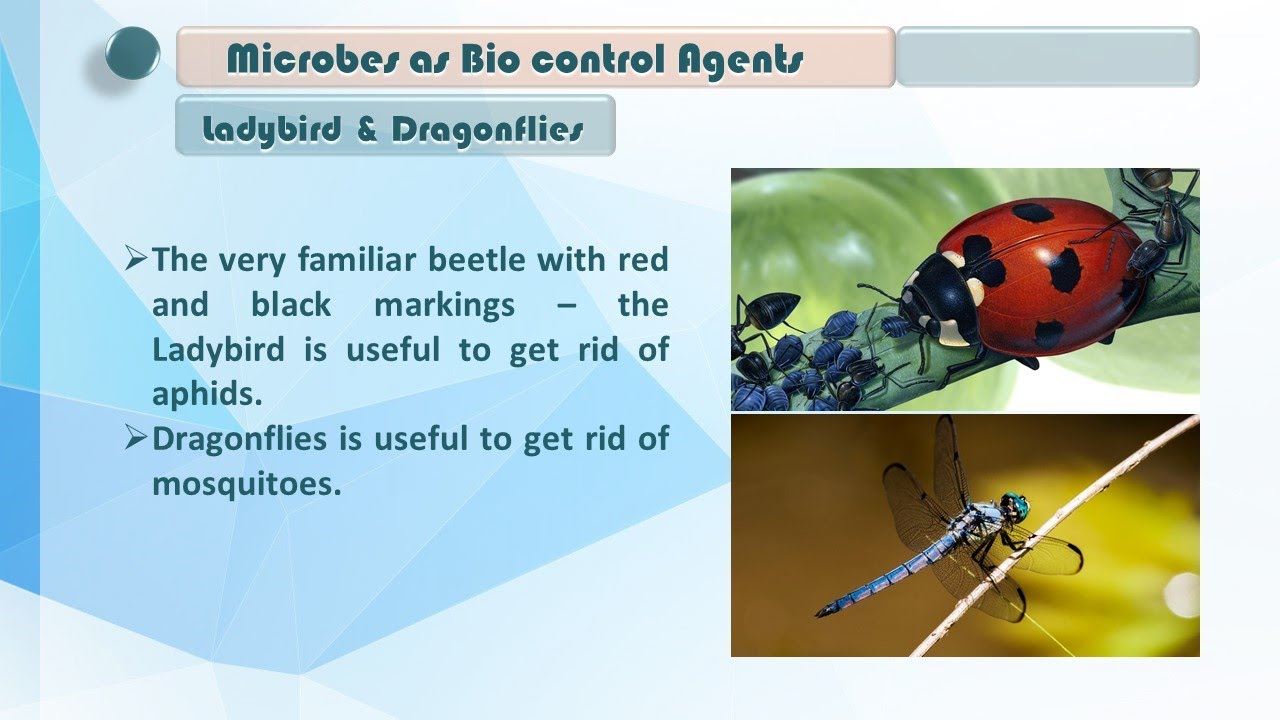 Std. 12sc | Biology | Ch 10 Microbes in Human Welfare | Microbes as Biocontrol Agents | Part 5