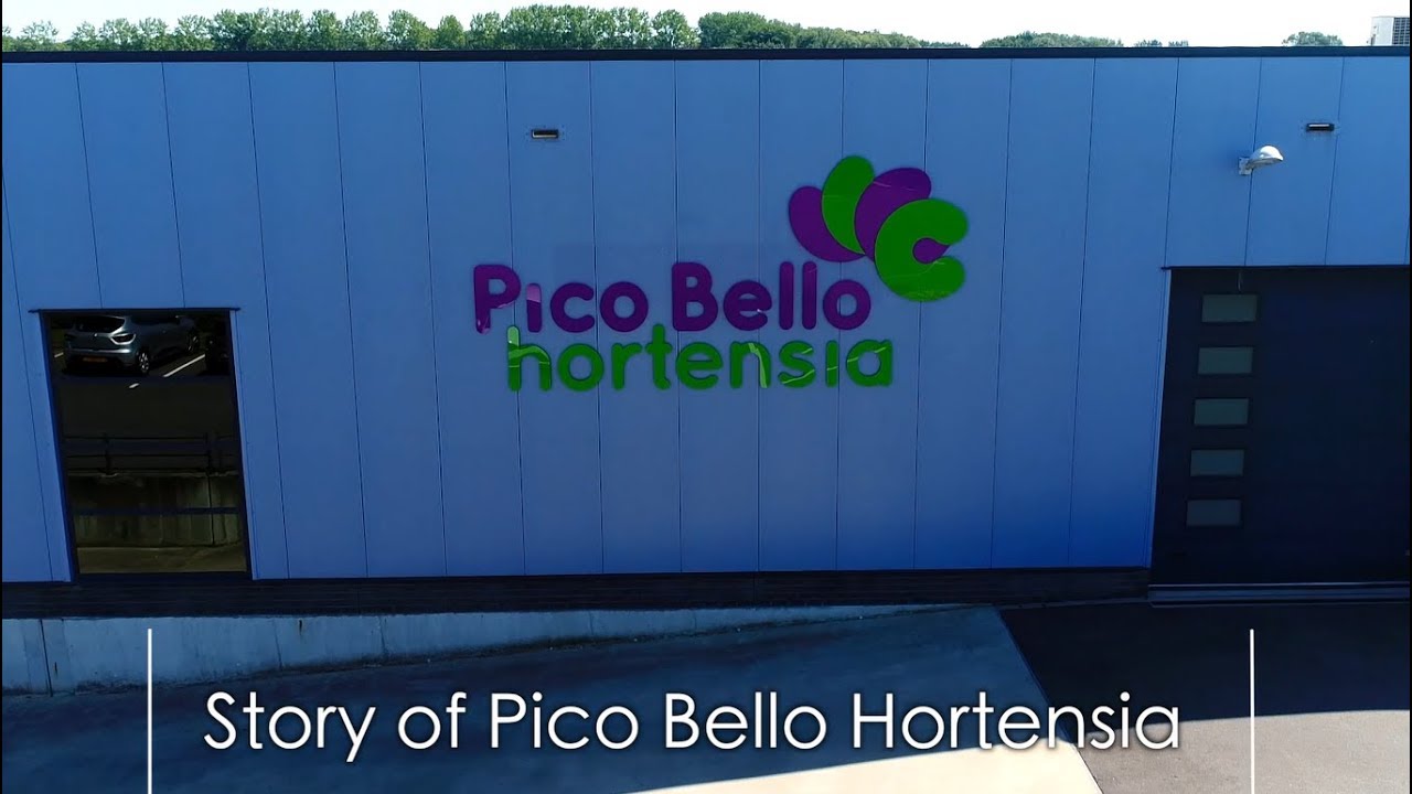 Hamifleurs Grower on stage: Pico Bello Hortensia