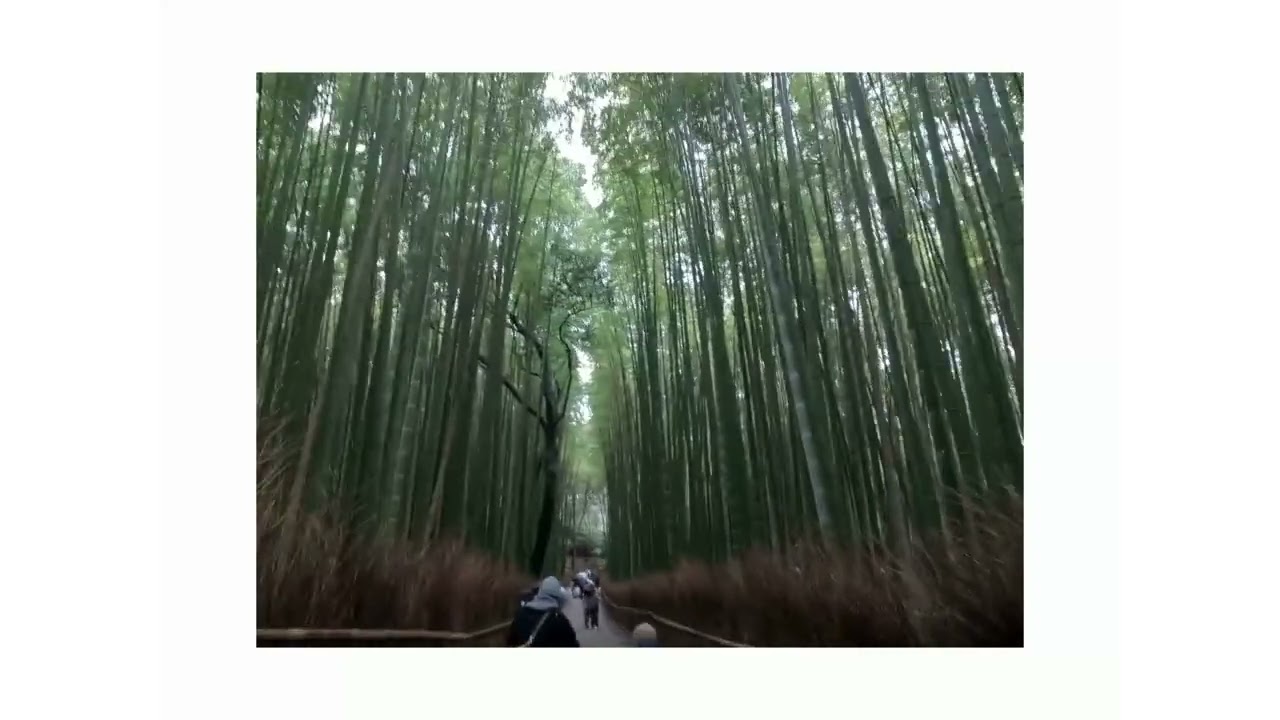 2026 3 3 Arashiyama  ｗith American