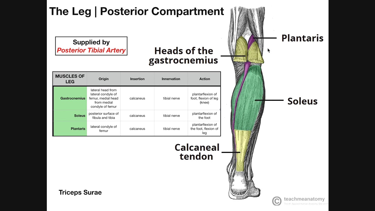 Superficial Posterior Leg Compartment | Origins, Insertions, Etc.