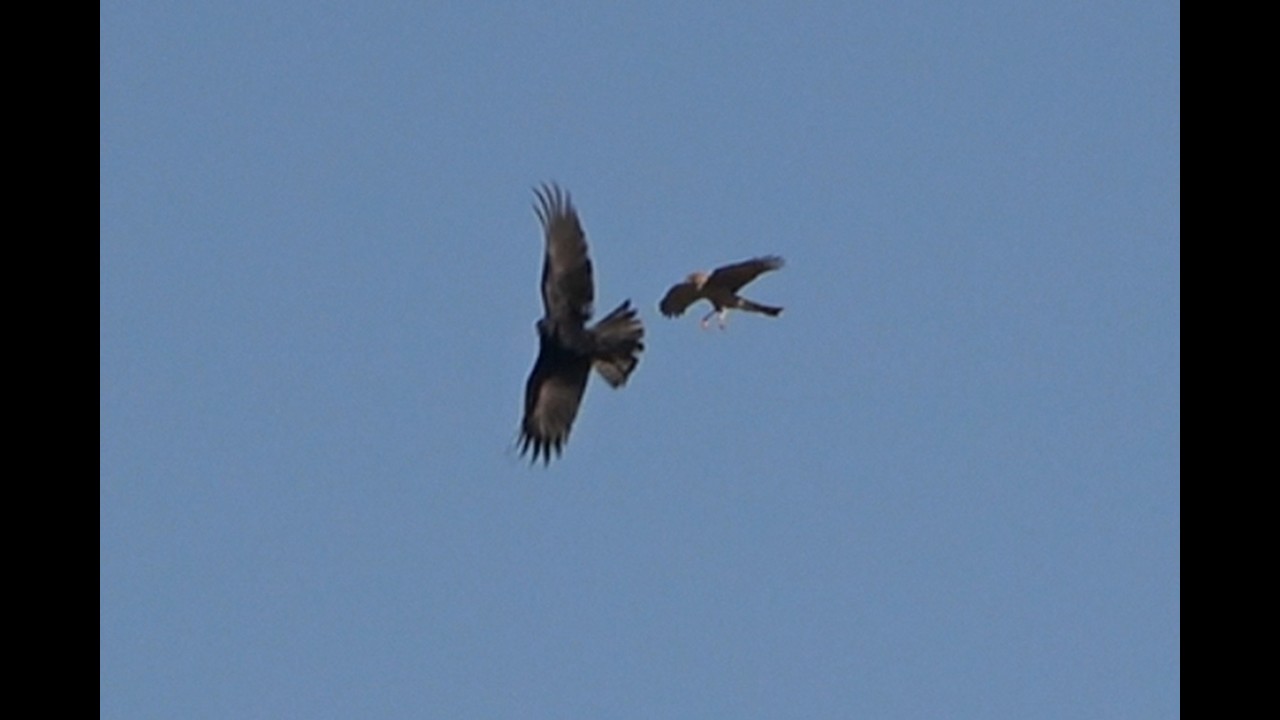 Merlin and Crow fighting , burnaby lake bc canada 2025 10 14