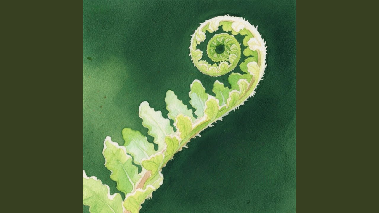 Fern Unfolds