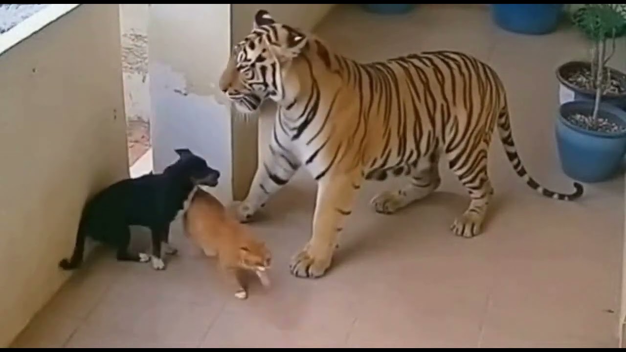 Brave Cat Saves Dog from Tiger Attack!