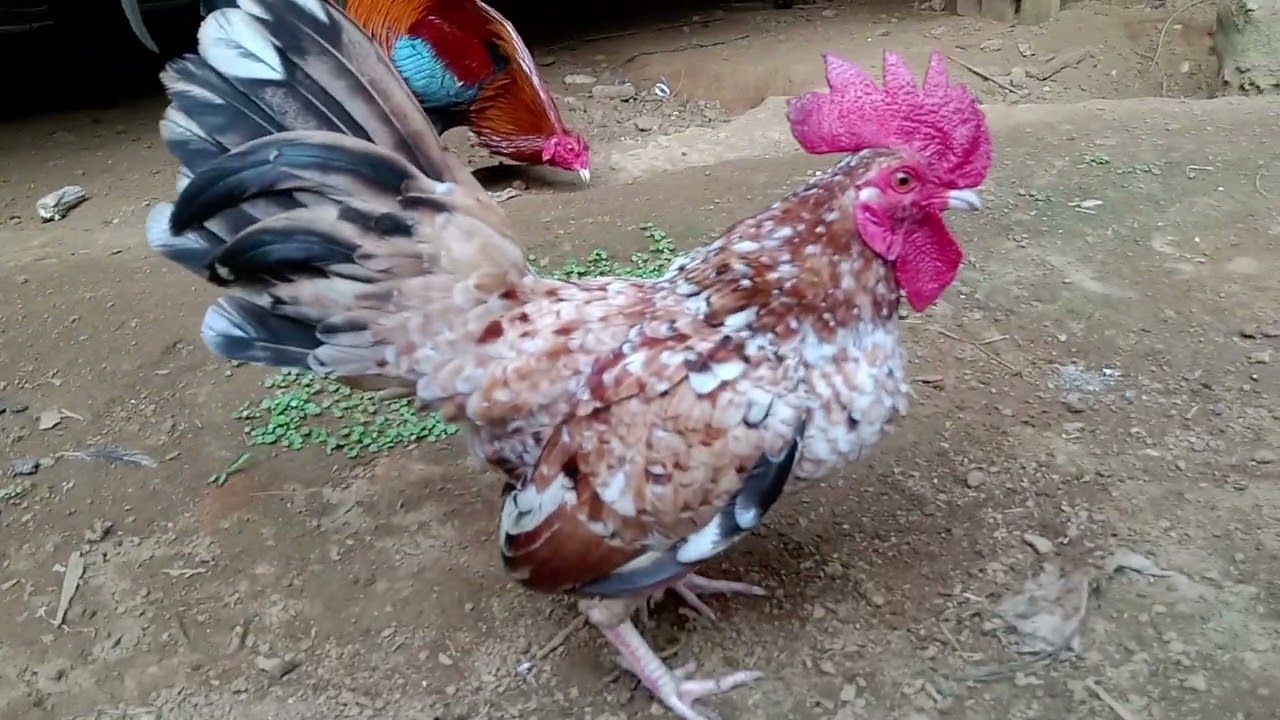 PARANG KALAPATI NA MANOK‼️ Yan si Bunsay. #MaliitNaManok
