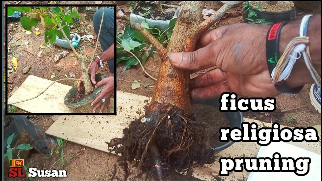 How to pruning a ficus religiosa tree | bonsai story 37