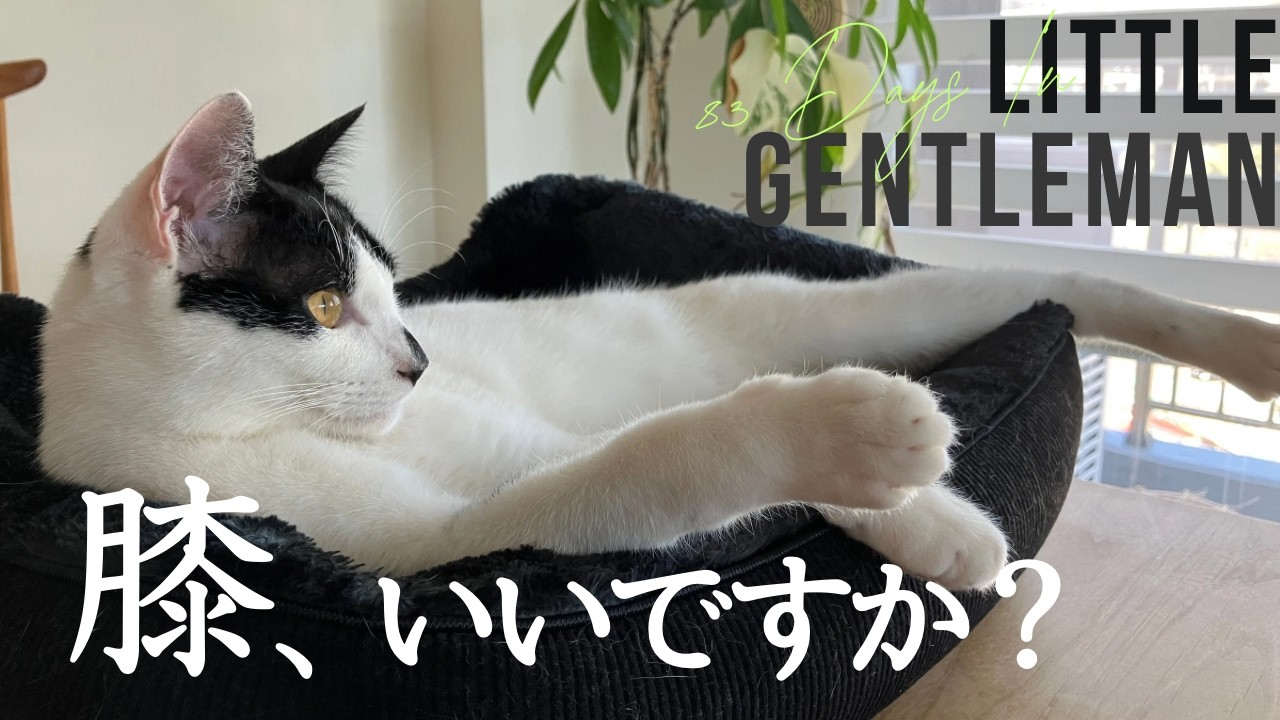【Essay】控えめに膝に来る猫