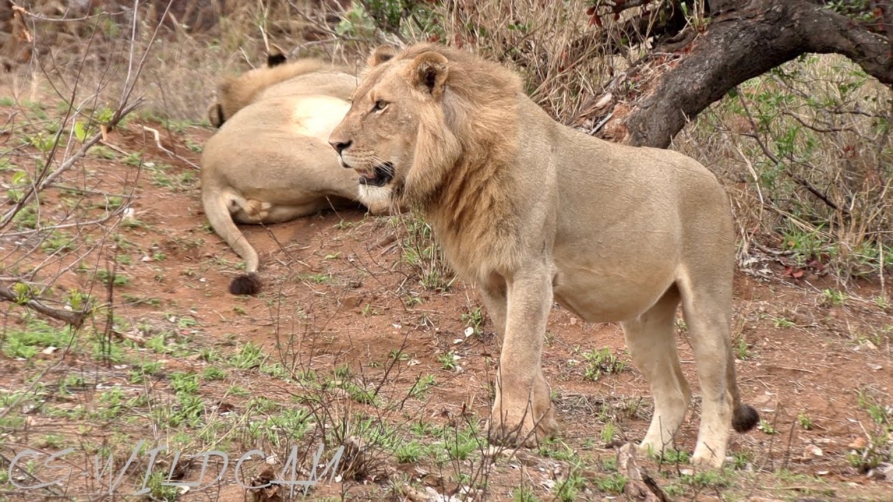 Birmingham Breakaway Male Lions are Back in the Pride lands; where are the other Brothers? Ep122