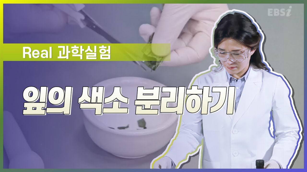 잎의 색소 분리하기 l Real 과학 실험