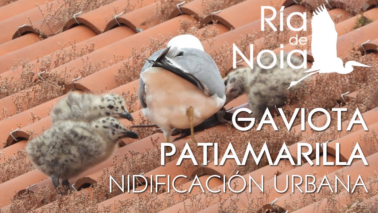 Nidificación urbana de Gaviota patiamarilla o Gaivota patiamarela (Larus michahellis). Ría de noia