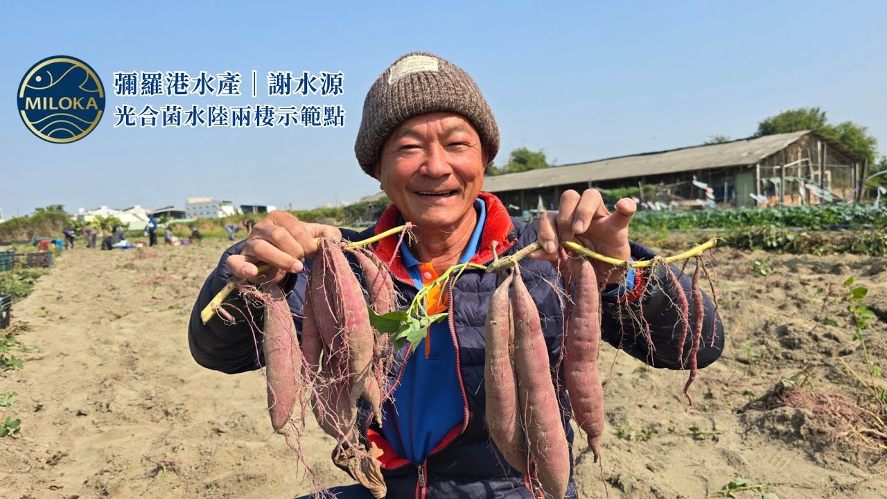 光合菌達人｜謝水源🍠如何種出優質栗子地瓜？