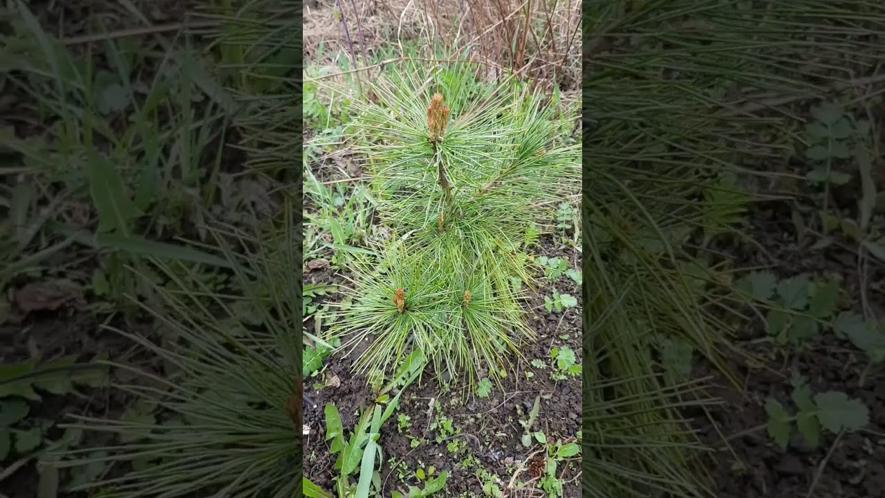 Деревенский релакс🥰 