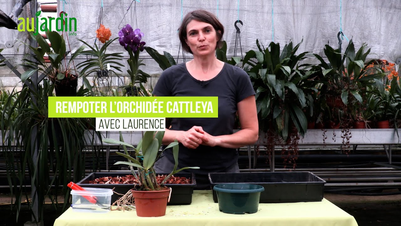 COMMENT RÉUSSIR le REMPOTAGE d'une ORCHIDEE CATTLEYA ?