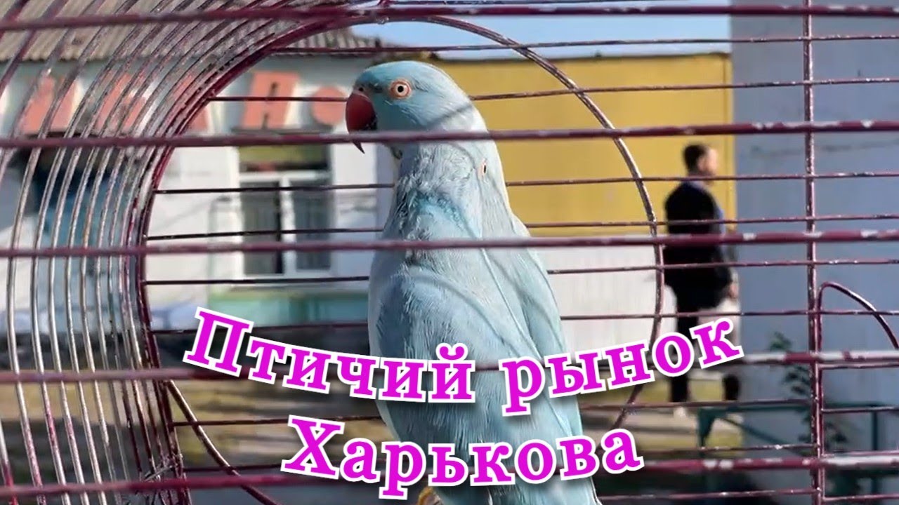 Прогулка по птичьему рынку Харькова #птичийрынок #Харьков #щенки #котята #попугаи #кролики #голуби