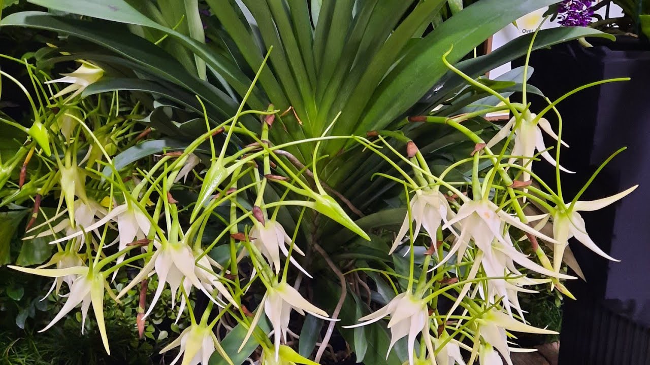 Tamiami International Orchid Festival, orchid displays. January 2025. @ Orchid Newbee
