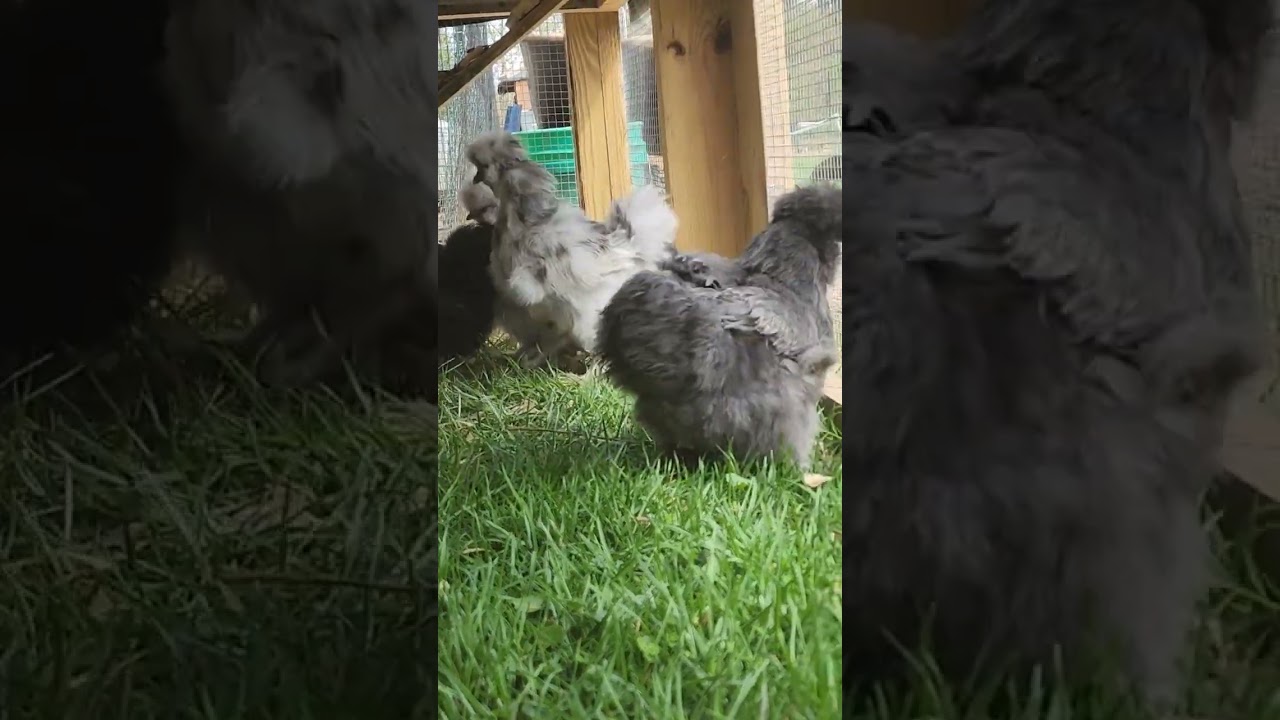 Our poor silkie getting a scare 😆 #silkies #chicken #guinea #scared #silkiesquad #silkiechicken